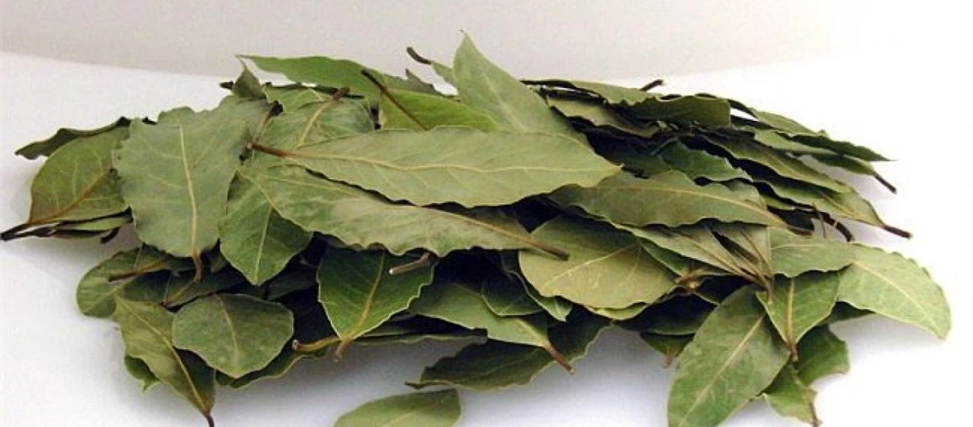 Φύλλα δάφνης: Αυτά είναι τα οφέλη που έχουν για την υγεία